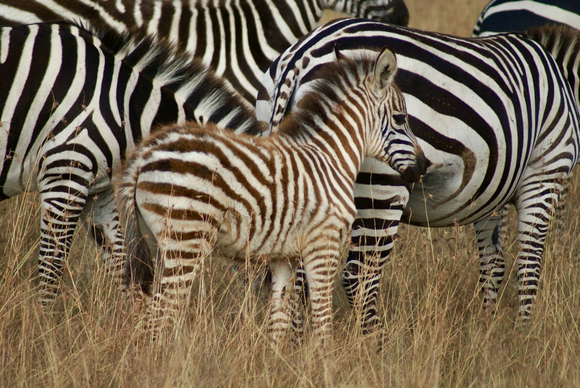 A baby zebra stands amongst its striped family.